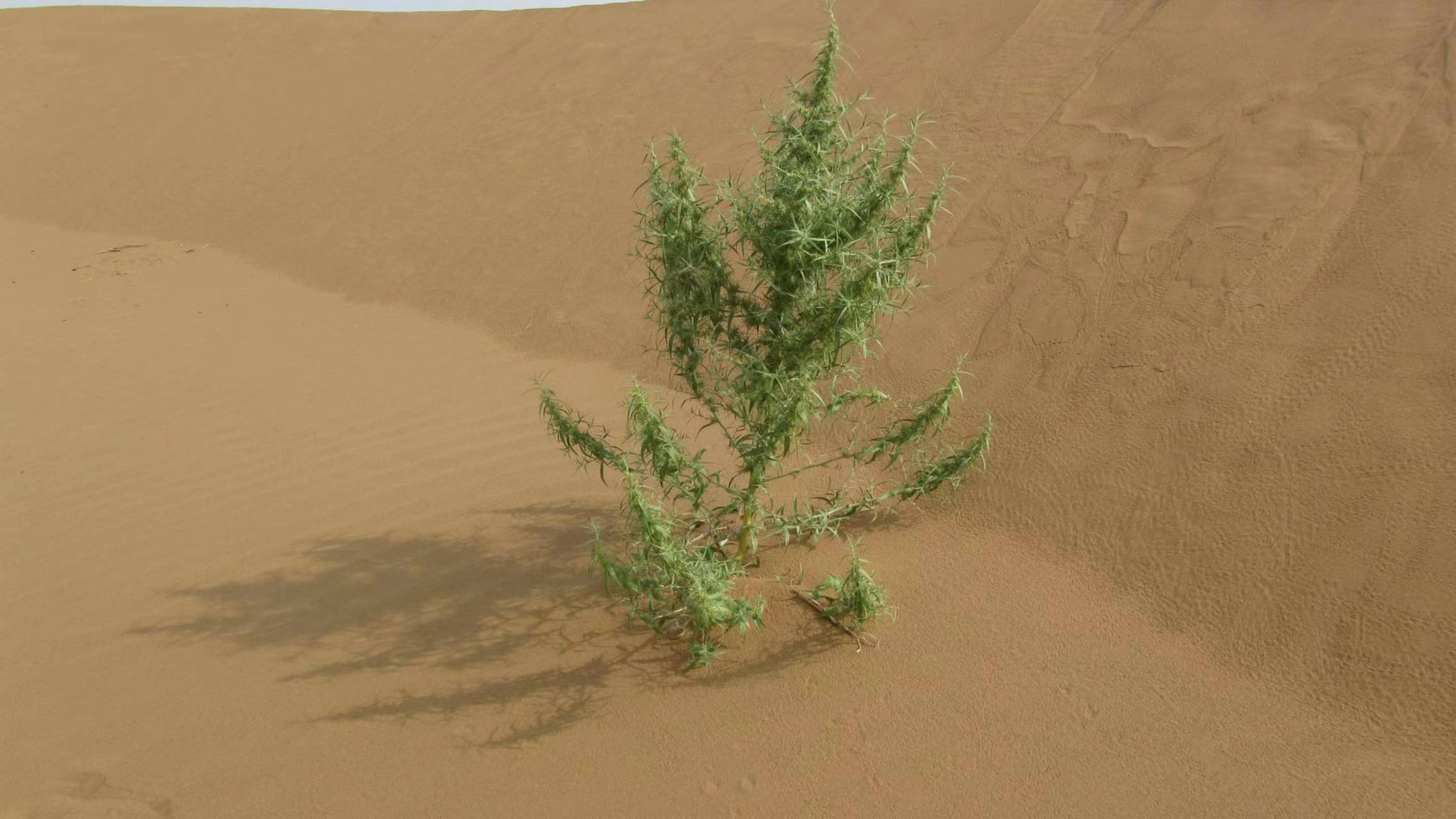 1655259904634985.jpg 圖1.jpg